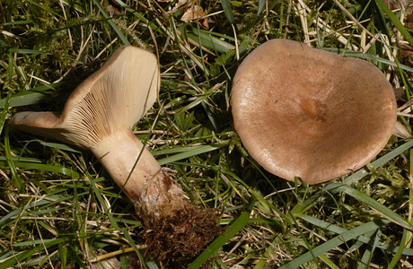Eichenmilchling (Lactarius quietus ) - © Heinz Prelicz